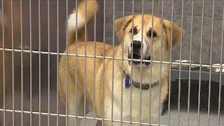Stark County Humane Society packed with dogs and cats in need of homes