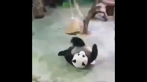 The timing of a panda..😅