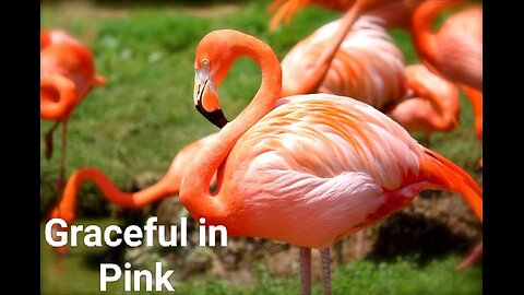 "Graceful in Pink: The Enchanting World of Flamingos" #66