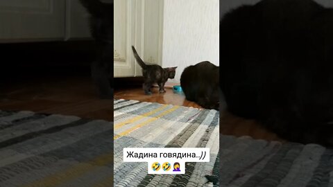 котята 🤣 милота🤣