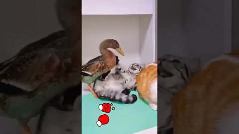 Funny cat videos - Funniest ducks cats and dogs videos