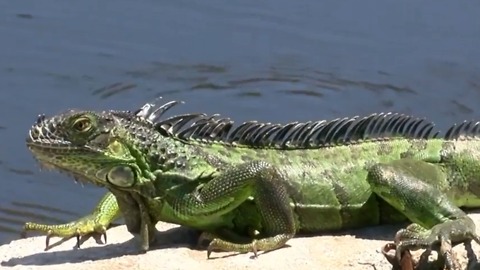 Experts see 'incredible increases' in iguana population