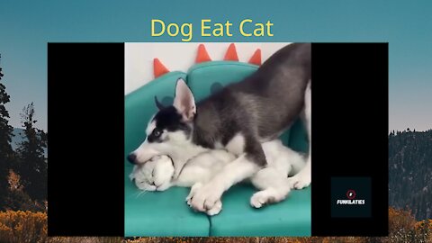 Dog eat cat