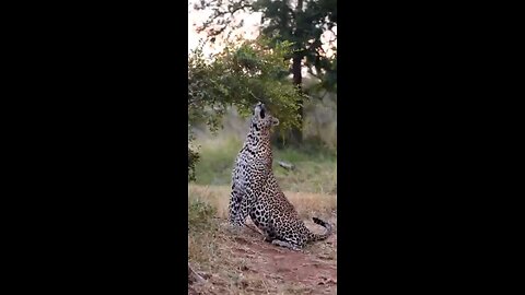 Leopard Scent Marking