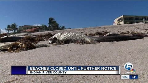 High levels of red tide detected in Indian River County beaches