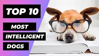 TOP 10 Most INTELLIGENT Dog Breeds In The World | 1 Minute Animals