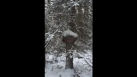 canadian spruce burl hunting