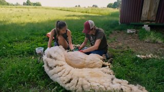 Sheering the Sheep