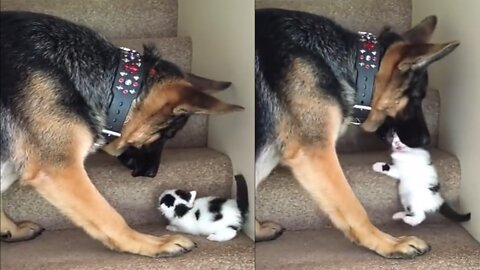 Dog brother helps cute kitten to go upstairs