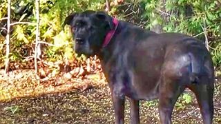 105lb Cane Corso terrified of tiny Shih Tzu