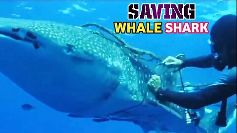 Human Saving Whale Shark In Ocean |