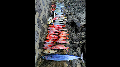 Fishing in Mauritius Episode 2 - Ile plate, Ilot Gabriel & Coin de Mire