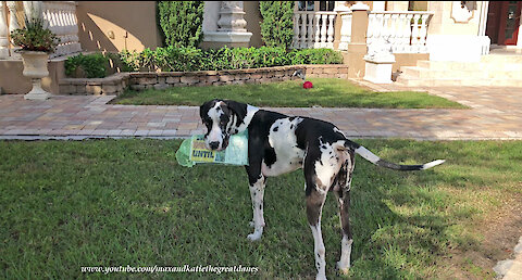 Great Dane proudly delivers the newspaper