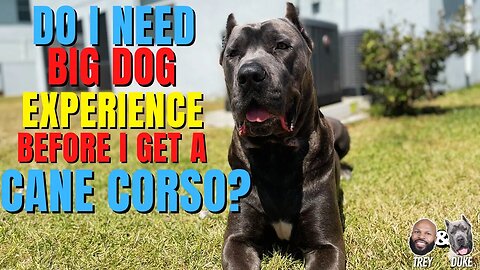 Do I Need Big Dog Experience Before I Get a Cane Corso?