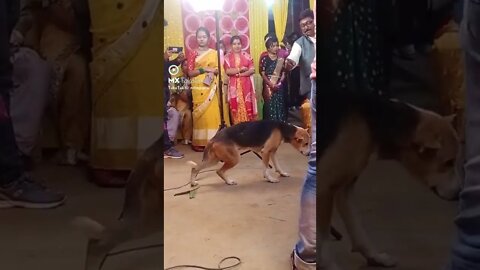 nice dog dance