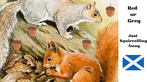 Red or Grey - Just Squirrelling Away