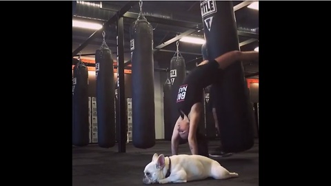 French Bulldog at gym unimpressed by workout routine