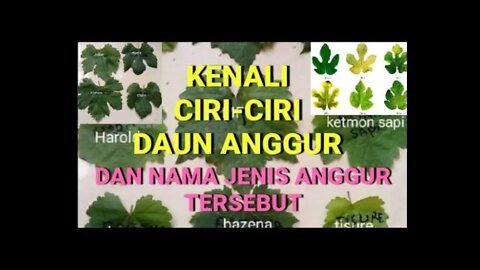 Ciri jenis daun anggur serta penyakit daun anggur