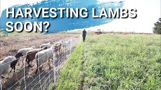 Idaho Pasture Pigs | Moving Lambs To New Pasture | Harvesting Lambs Soon?