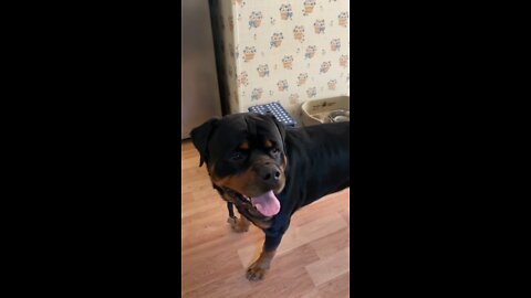 Rottweiler Love.