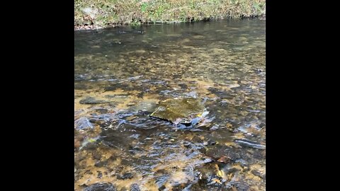 tennesee creek fishing