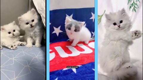 🥰😁😍Aww Cute Cats tutorial & Meowing Meow Kittens & Funny Meow Cat😍😁🥰🙊🐶🐕‍🦺