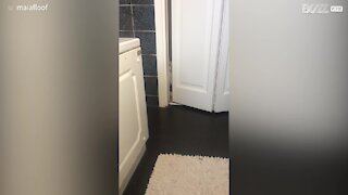 Gata espia dono no banheiro de forma assustadora