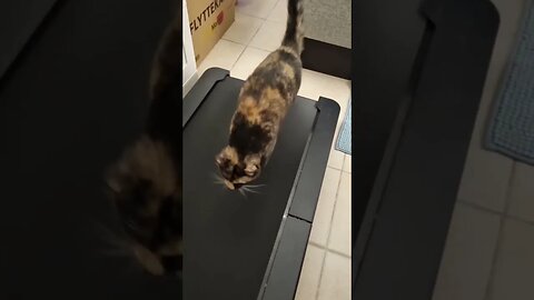 Pretty Cats Walk Like THIS (meow) | Pippa treadmill kitty