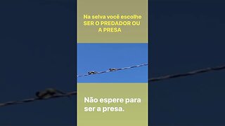 Você é presa ou predador? @DRONEMASSA