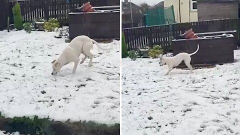 Puppy sees snow for the first time, has genuinely heartwarming reaction
