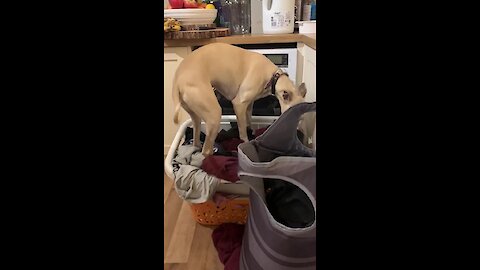 Weirdo Dog Really Wants To Lay In Pile Of Dirty Laundry