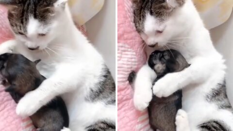 Cat saves baby from falling from the first floor of a building.