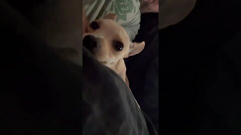 Camilla Behaves 4 Mama #chihuahuababy #chihuahuapuppy #funnypuppyvideo #chihuahuafanatics #funnydog