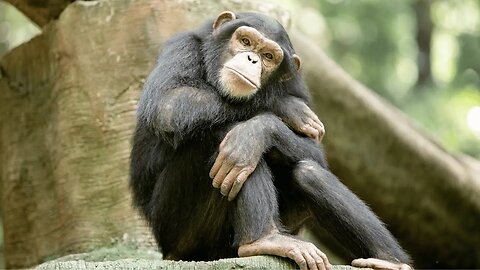 Chimpanzees: The Primate Kings of the Zoo