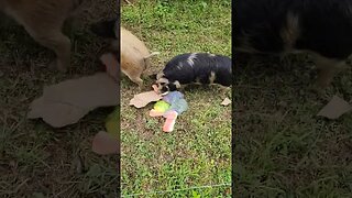 Zero waste - Pasture Pigs eating our scraps. #homestead #farm #pasturepigs