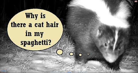 Stray Subverts Skunk's Spaghetti Supper -Still Saves Some So Skunk Served Sufficient Seconds (sorta)