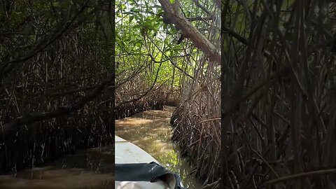 Boat enters dense jungle You Won't Believe What Happens Next. Pichavaram Mangrove Forest Pondicherry