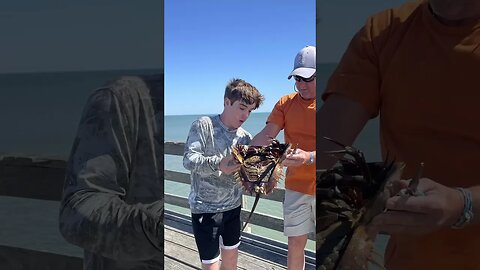 Huge Horseshoe Crab caught on the Outer Banks Pier | Fishermen Jonah Sturtevant #obx