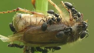 Impressionante filmagem macro de formigas a consumirem besouro