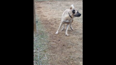 Kangals