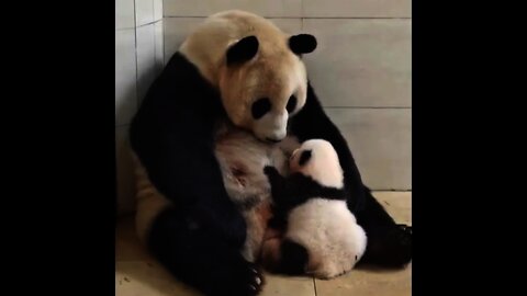 Panda 🐼 feeding his cute baby | #Shorts #Animals #Cutepet