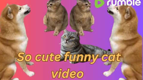 So cute 🥰 funny cat 🐱🐾funny cat video