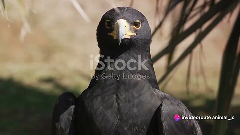 African Birds of Prey: Raptors and Hunters of the Sky