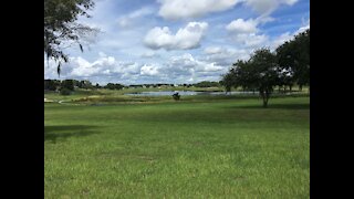 Kayak Fly Fishing Review of Lake Marie in Polk County, Florida