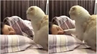 Gato esfomeado se transforma em despertador fofinho