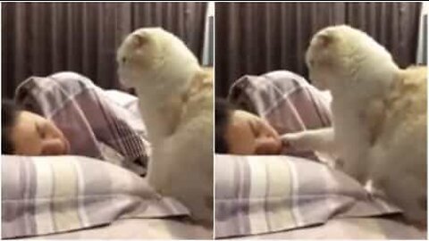 Gato esfomeado se transforma em despertador fofinho
