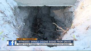 Cemetery mystery: Animals trying to dig up fresh bodies?