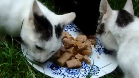 cat food video