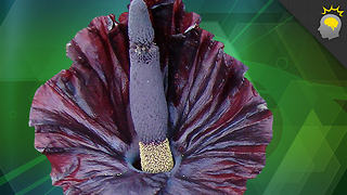 Science on the Web: Behold, the Corpse Flower