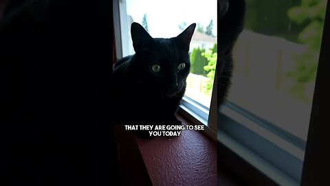 Dun dun dunnn #cat #kitten #blackcat #leonthecatdad #leontcd #relationship #darkhumour #sarcasm